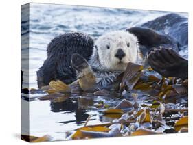 Sea Otter, San Luis Obispo County, California, USA-Cathy & Gordon Illg-Stretched Canvas