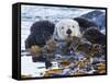 Sea Otter, San Luis Obispo County, California, USA-Cathy & Gordon Illg-Framed Stretched Canvas