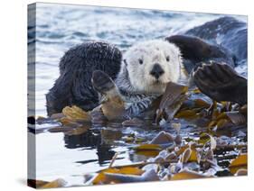 Sea Otter, San Luis Obispo County, California, USA-Cathy & Gordon Illg-Stretched Canvas