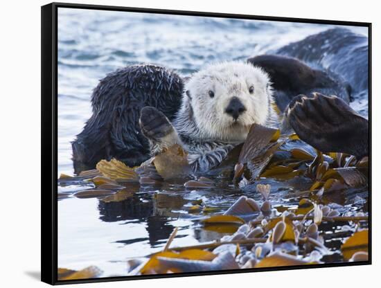 Sea Otter, San Luis Obispo County, California, USA-Cathy & Gordon Illg-Framed Stretched Canvas