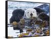 Sea Otter, San Luis Obispo County, California, USA-Cathy & Gordon Illg-Framed Stretched Canvas