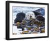 Sea Otter, San Luis Obispo County, California, USA-Cathy & Gordon Illg-Framed Premium Photographic Print