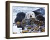 Sea Otter, San Luis Obispo County, California, USA-Cathy & Gordon Illg-Framed Photographic Print