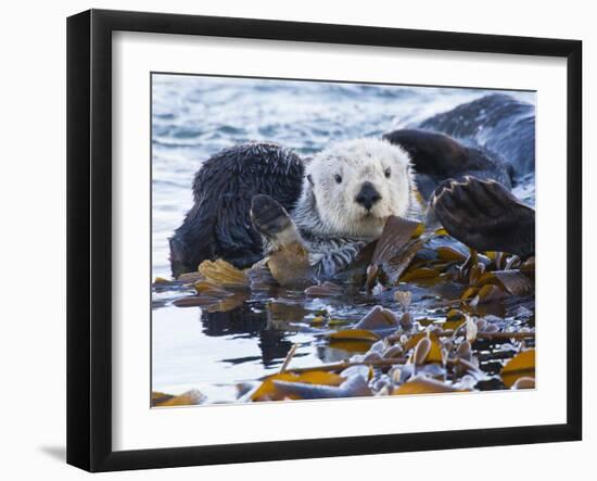 Sea Otter, San Luis Obispo County, California, USA-Cathy & Gordon Illg-Framed Photographic Print