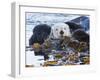 Sea Otter, San Luis Obispo County, California, USA-Cathy & Gordon Illg-Framed Photographic Print