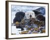 Sea Otter, San Luis Obispo County, California, USA-Cathy & Gordon Illg-Framed Photographic Print