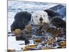 Sea Otter, San Luis Obispo County, California, USA-Cathy & Gordon Illg-Mounted Photographic Print