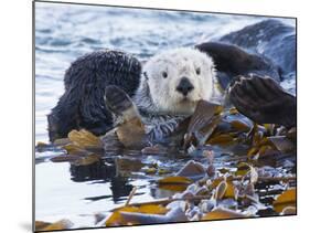 Sea Otter, San Luis Obispo County, California, USA-Cathy & Gordon Illg-Mounted Photographic Print