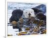 Sea Otter, San Luis Obispo County, California, USA-Cathy & Gordon Illg-Framed Photographic Print