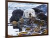 Sea Otter, San Luis Obispo County, California, USA-Cathy & Gordon Illg-Framed Photographic Print