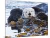 Sea Otter, San Luis Obispo County, California, USA-Cathy & Gordon Illg-Mounted Photographic Print