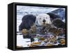 Sea Otter, San Luis Obispo County, California, USA-Cathy & Gordon Illg-Framed Stretched Canvas