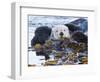 Sea Otter, San Luis Obispo County, California, USA-Cathy & Gordon Illg-Framed Photographic Print