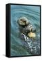 Sea Otter Using Tool to Crack Clam on Rock-null-Framed Stretched Canvas