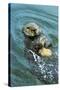 Sea Otter Using Tool to Crack Clam on Rock-null-Stretched Canvas