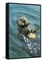 Sea Otter Using Tool to Crack Clam on Rock-null-Framed Stretched Canvas