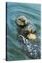 Sea Otter Using Tool to Crack Clam on Rock-null-Stretched Canvas