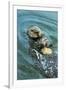 Sea Otter Using Tool to Crack Clam on Rock-null-Framed Photographic Print