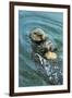 Sea Otter Using Tool to Crack Clam on Rock-null-Framed Photographic Print