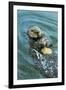 Sea Otter Using Tool to Crack Clam on Rock-null-Framed Photographic Print