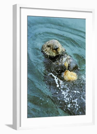 Sea Otter Using Tool to Crack Clam on Rock-null-Framed Photographic Print