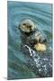 Sea Otter Using Tool to Crack Clam on Rock-null-Mounted Photographic Print