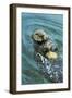 Sea Otter Using Tool to Crack Clam on Rock-null-Framed Photographic Print