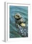 Sea Otter Using Tool to Crack Clam on Rock-null-Framed Photographic Print