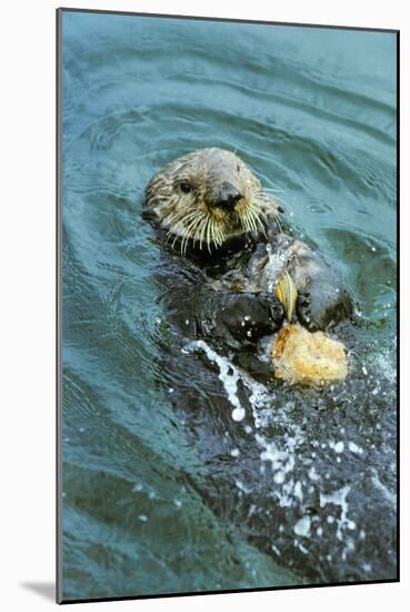 Sea Otter Using Tool to Crack Clam on Rock-null-Mounted Photographic Print