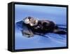 Sea Otter with Offspring-Lynn M^ Stone-Framed Stretched Canvas