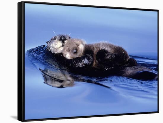 Sea Otter with Offspring-Lynn M^ Stone-Framed Stretched Canvas