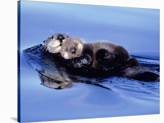 Sea Otter with Offspring-Lynn M^ Stone-Stretched Canvas