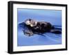 Sea Otter with Offspring-Lynn M^ Stone-Framed Premium Photographic Print