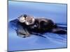Sea Otter with Offspring-Lynn M^ Stone-Mounted Premium Photographic Print