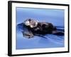 Sea Otter with Offspring-Lynn M^ Stone-Framed Photographic Print