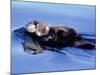 Sea Otter with Offspring-Lynn M^ Stone-Mounted Photographic Print
