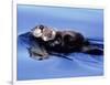 Sea Otter with Offspring-Lynn M^ Stone-Framed Photographic Print