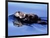 Sea Otter with Offspring-Lynn M^ Stone-Framed Photographic Print