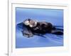 Sea Otter with Offspring-Lynn M^ Stone-Framed Photographic Print