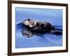 Sea Otter with Offspring-Lynn M^ Stone-Framed Photographic Print