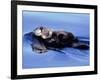 Sea Otter with Offspring-Lynn M^ Stone-Framed Photographic Print