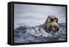 Sea Otter with Pup in Kukak Bay-Paul Souders-Framed Stretched Canvas