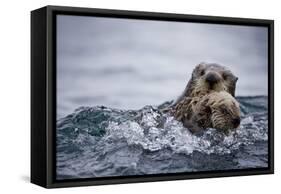 Sea Otter with Pup in Kukak Bay-Paul Souders-Framed Stretched Canvas