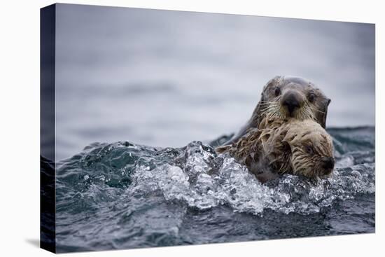 Sea Otter with Pup in Kukak Bay-Paul Souders-Stretched Canvas