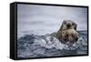 Sea Otter with Pup in Kukak Bay-Paul Souders-Framed Stretched Canvas