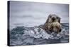 Sea Otter with Pup in Kukak Bay-Paul Souders-Stretched Canvas