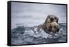 Sea Otter with Pup in Kukak Bay-Paul Souders-Framed Stretched Canvas