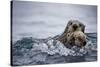 Sea Otter with Pup in Kukak Bay-Paul Souders-Stretched Canvas