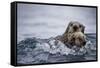 Sea Otter with Pup in Kukak Bay-Paul Souders-Framed Stretched Canvas