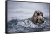 Sea Otter with Pup in Kukak Bay-Paul Souders-Framed Stretched Canvas